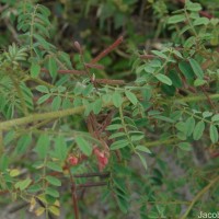 Indigofera colutea (Burm.f.) Merr.